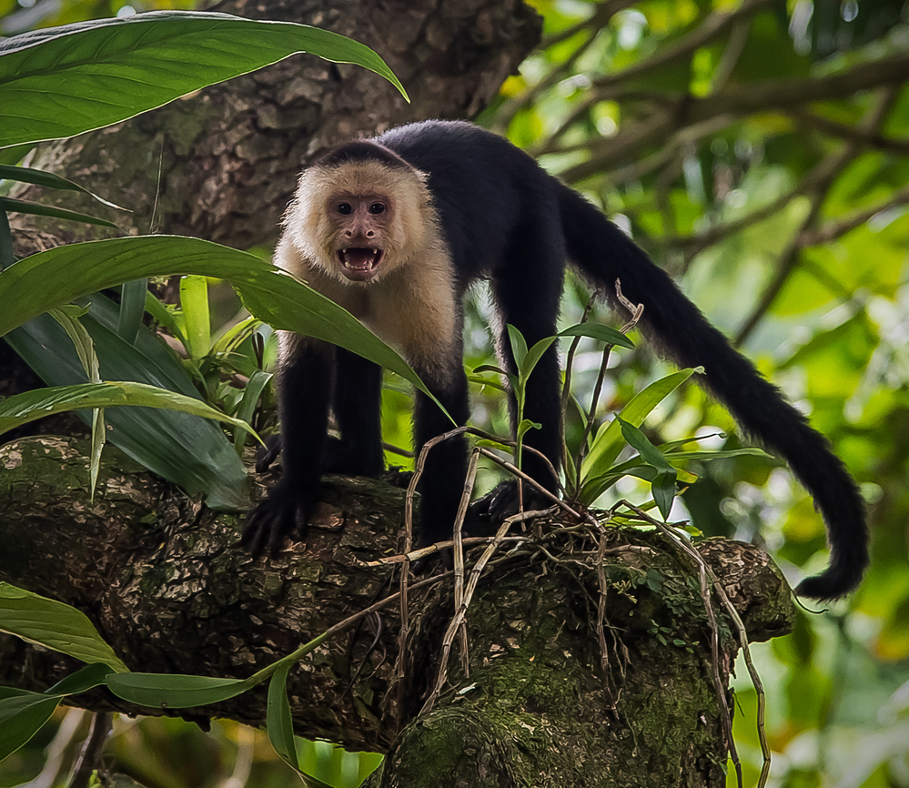 Costa Rica White Faced Capuchin in Tree 1